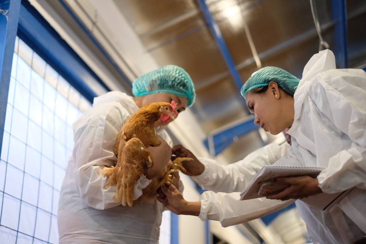 Cage Free Pusat Pengembangan Ternak Fapet