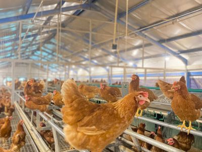Cage free