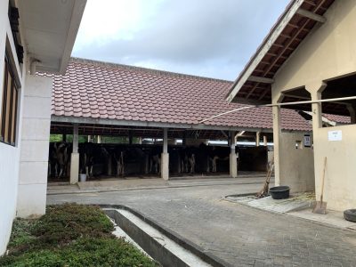 Kandang Sapi Perah