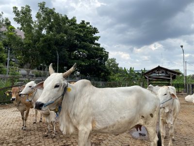 Kandang sapi potong