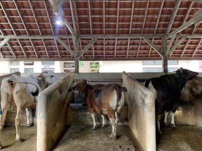 Sapi Fistula