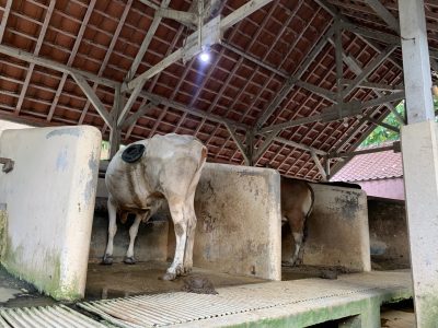 Sapi Fistula