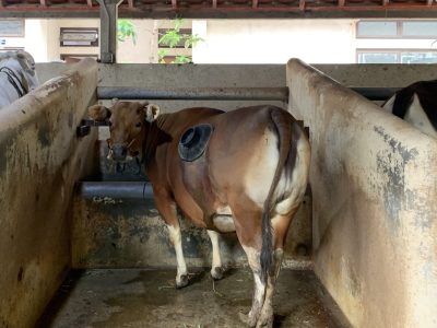 Sapi Fistula