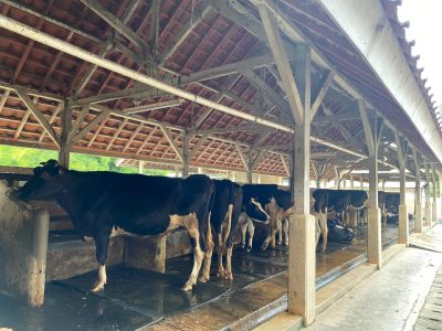 Kandang Sapi Perah